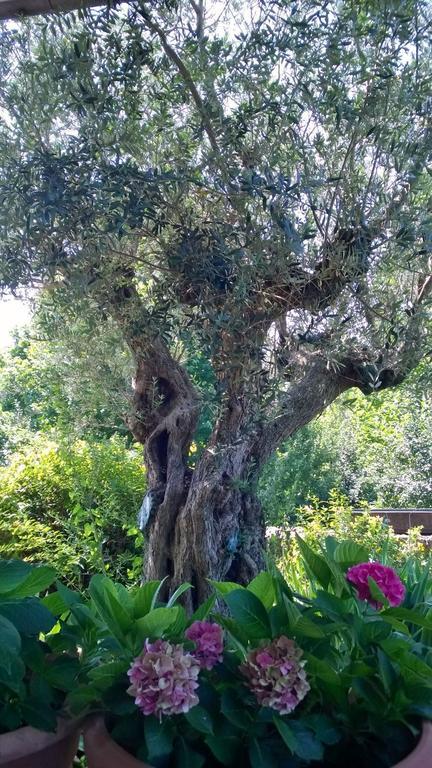 Il Giuggiolo Bed & Breakfast Conegliano Eksteriør bilde