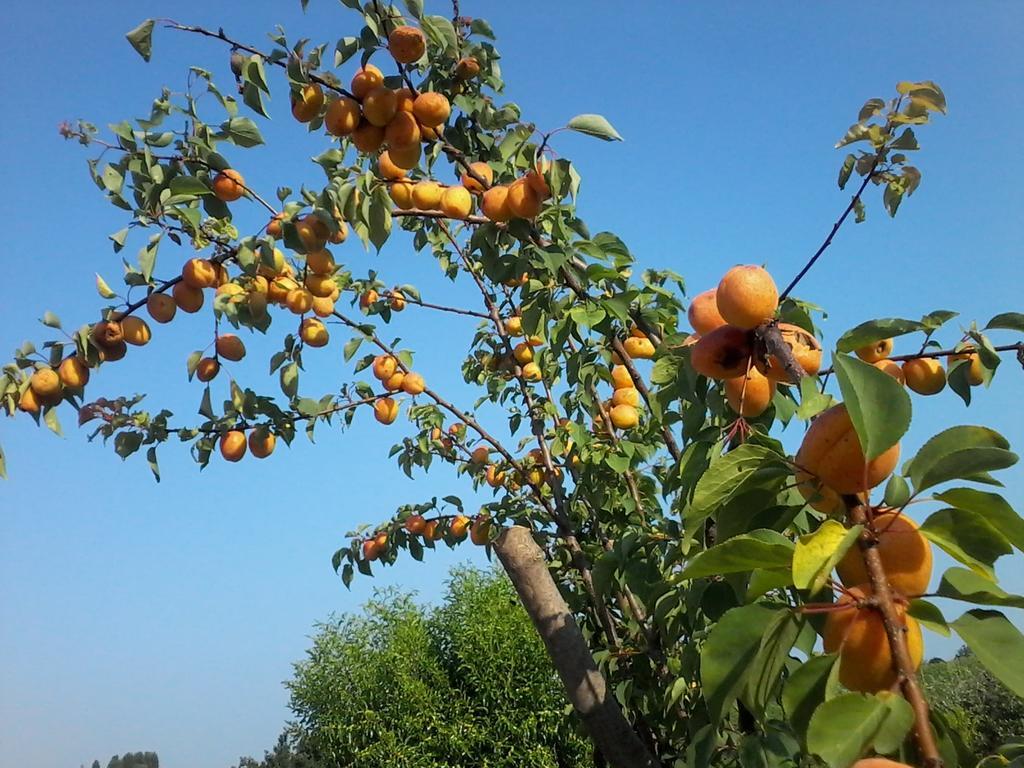 Il Giuggiolo Bed & Breakfast Conegliano Rom bilde