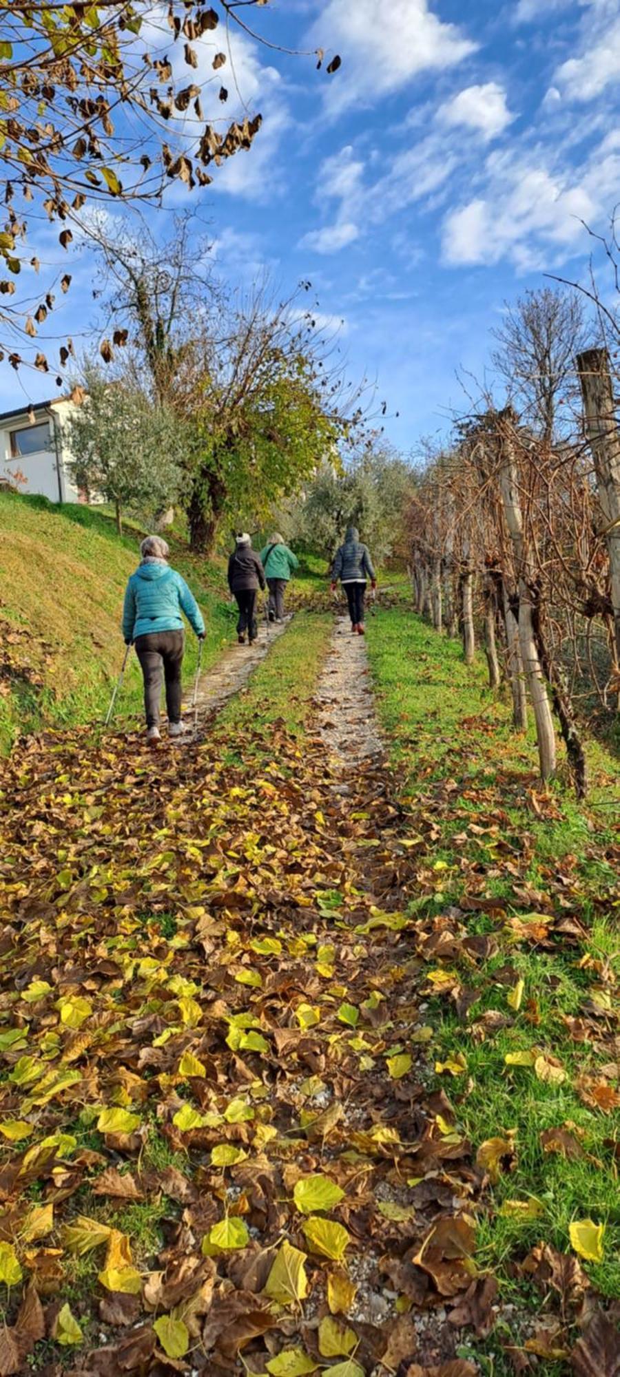 Il Giuggiolo Bed & Breakfast Conegliano Eksteriør bilde