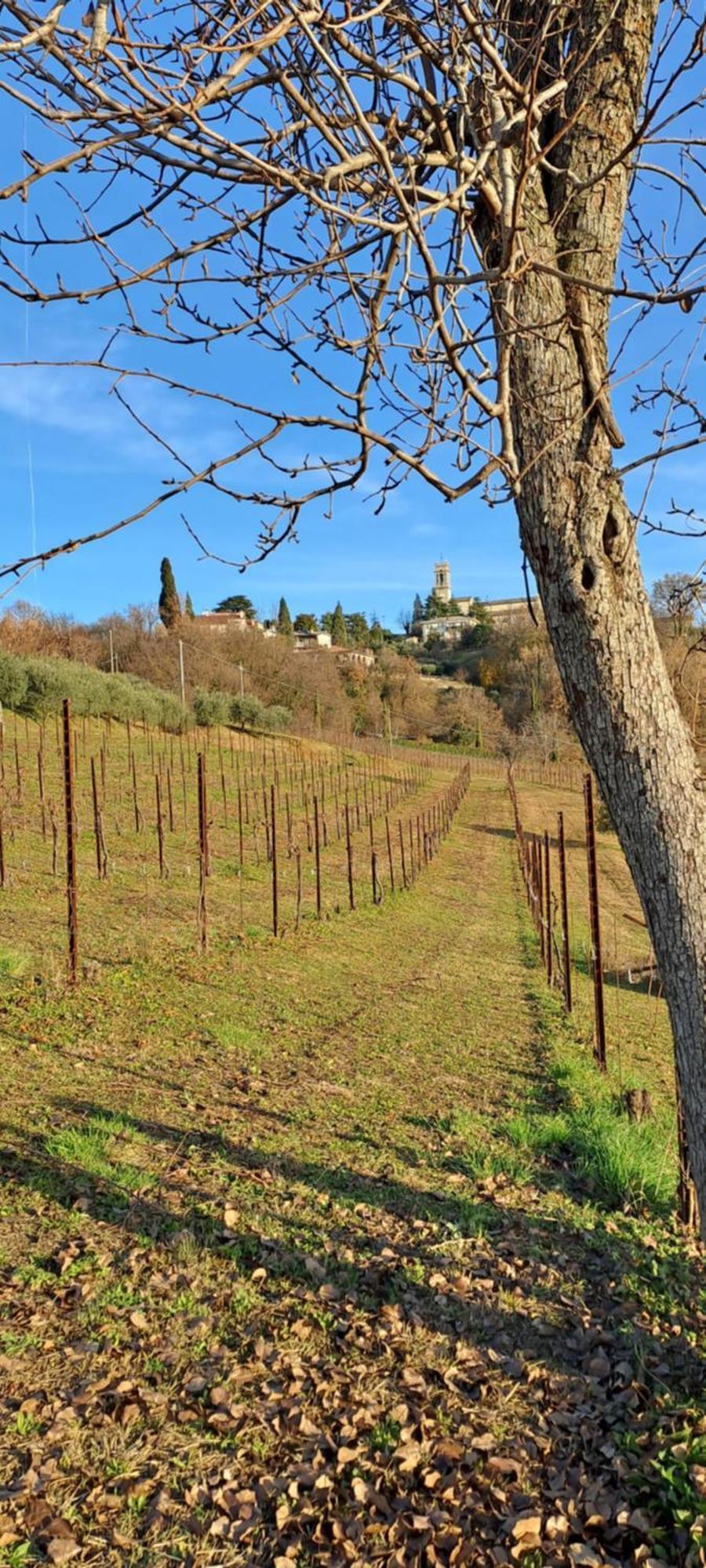 Il Giuggiolo Bed & Breakfast Conegliano Eksteriør bilde